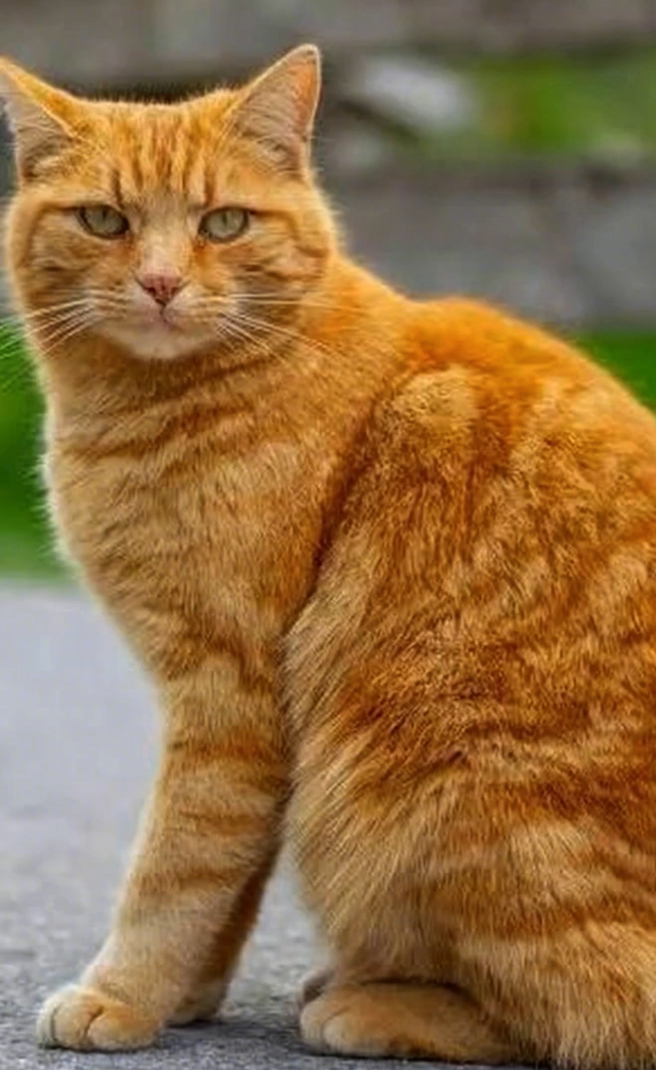 萌宠时光机 · 开口说话短片 #1