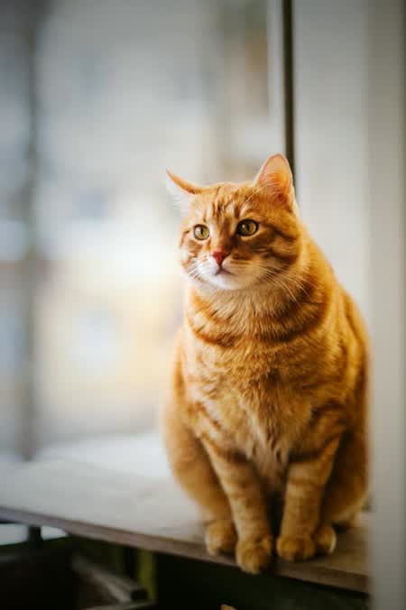 萌物收藏册 · 猫咪周边集锦 #2