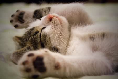 萌物收藏册 · 猫咪周边集锦 #4