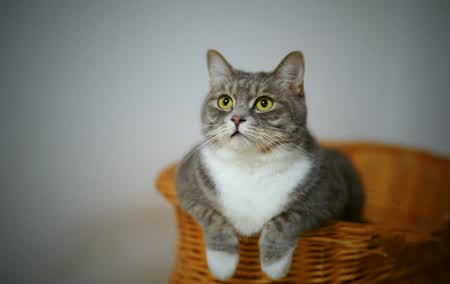 萌物收藏册 · 猫咪周边集锦 #6