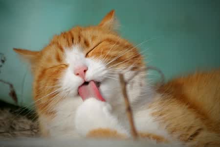 萌物收藏册 · 猫咪周边集锦 #7