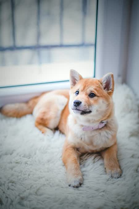 萌物收藏册 · 狗狗周边集锦 #8