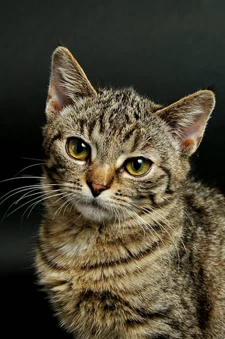 萌宠艺术馆 · 猫咪艺术写真 #5