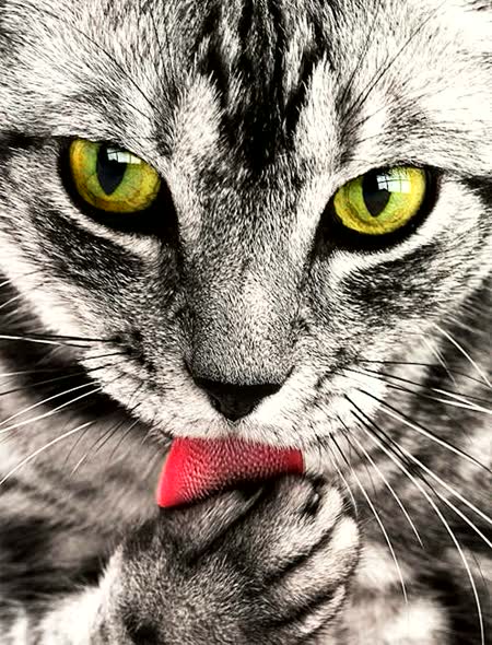 萌宠艺术馆 · 猫咪艺术写真 #6