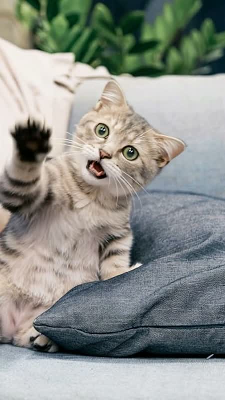 萌宠演播室 · 猫咪开口说话短片 #3