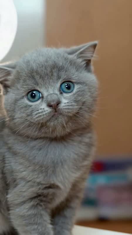 萌宠演播室 · 猫咪开口说话短片 #5