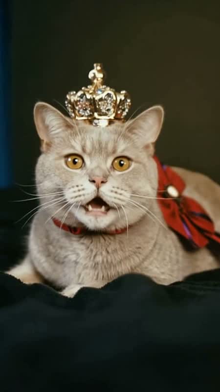 萌宠演播室 · 猫咪开口说话短片 #6