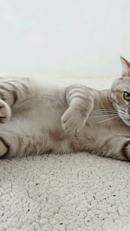 萌宠演播室 · 猫咪开口说话短片 #7