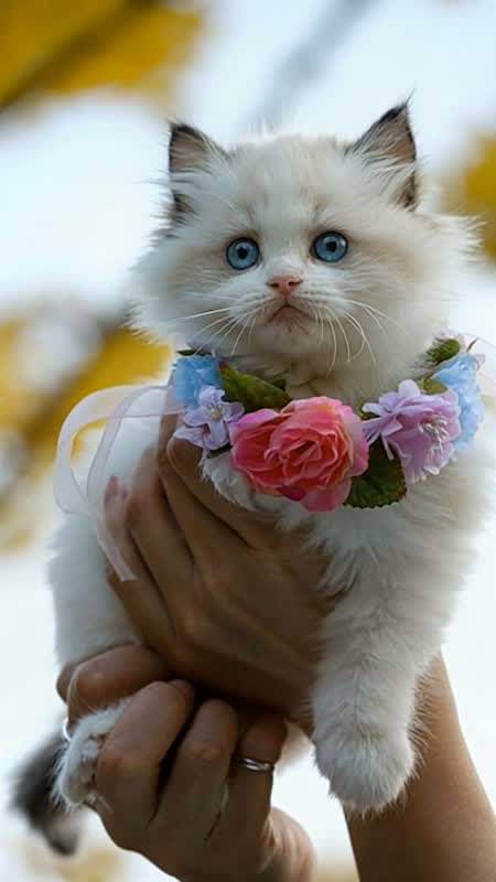 萌宠演播室 · 猫咪开口说话短片 #8