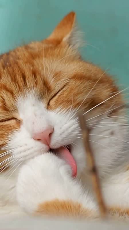 萌宠演播室 · 猫咪开口说话短片 #12