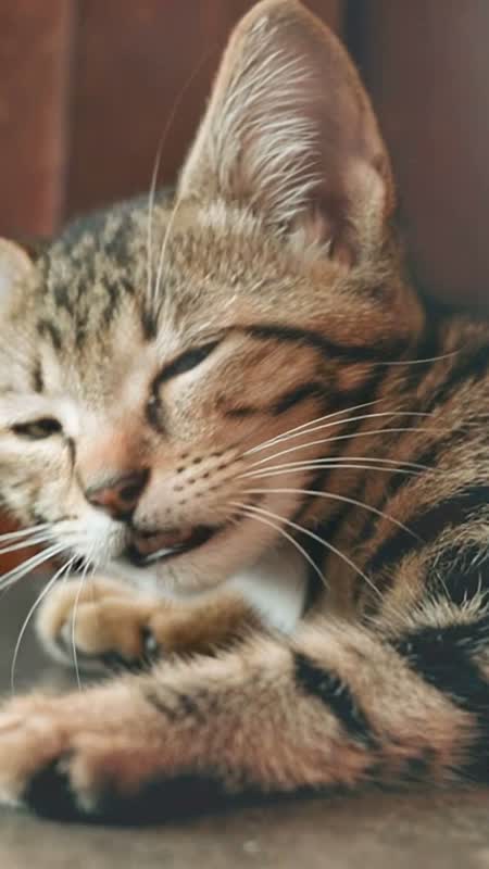 萌宠演播室 · 猫咪开口说话短片 #14