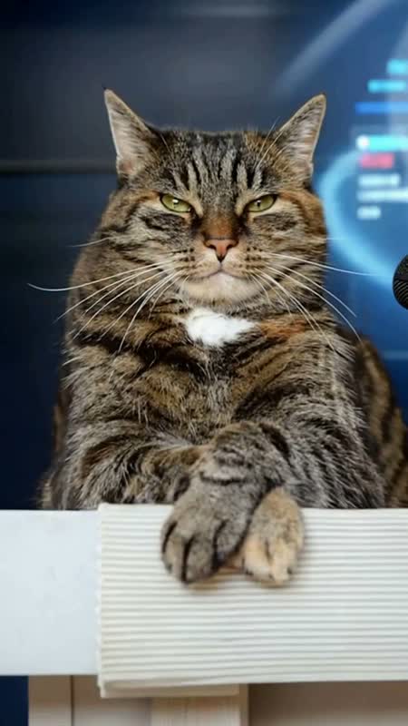 萌宠演播室 · 猫咪开口说话短片 #15