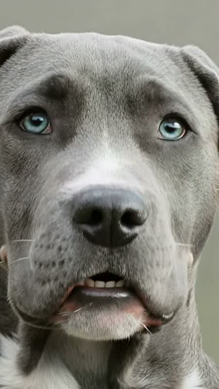 萌宠演播室 · 狗狗开口说话短片 #19