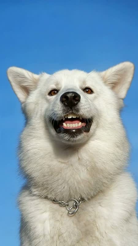 萌宠演播室 · 狗狗开口说话短片 #20