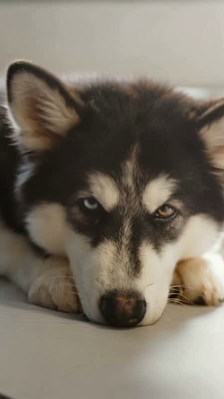 萌宠演播室 · 狗狗开口说话短片 #22